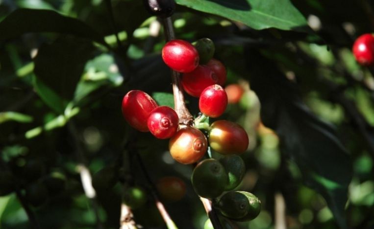 Which is the largest coffee producing state of India